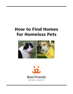 How to Find Homes for Homeless Pets