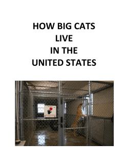 HOW BIG CATS LIVE IN THE