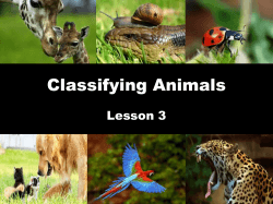 Classifying Animals Lesson 3