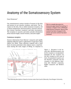 Anatomy of the Somatosensory System
