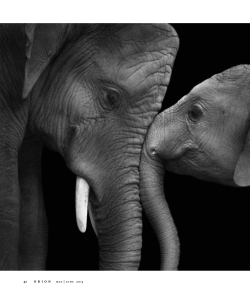 Big Love: The emotional lives of elephants