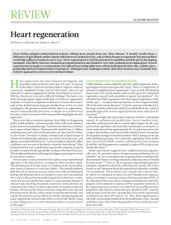 Heart regeneration