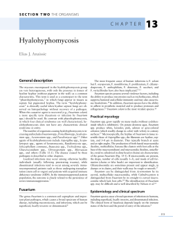 13 Hyalohyphomycosis C H A p T E R Elias J. Anaissie