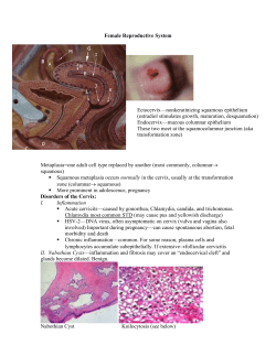 Female Reproductive System  Ectocervix—nonkeratinizing squamous epithelium (estradiol stimulates growth, maturation, desquamation)