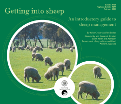 Getting into sheep An introductory guide to sheep management