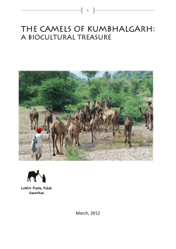 The Camels of Kumbhalgarh:  A Biocultural Treasure March, 2012