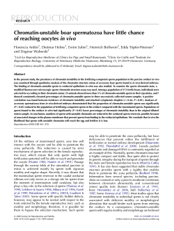 REPRODUCTION Chromatin-unstable boar spermatozoa have little chance of reaching oocytes in vivo