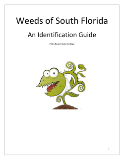Weeds of South Florida An Identification Guide