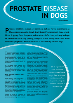 Prostate in disease dogs