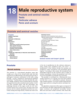 18 Male reproductive system Prostate and seminal vesicles Testis