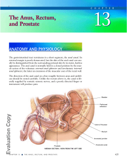 13 The Anus, Rectum, and Prostate ANATOMY AND PHYSIOLOGY