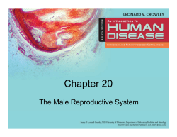 Chapter 20 The Male Reproductive System