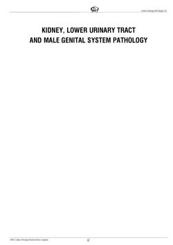 KIDNEY, LOWER URINARY TRACT AND MALE GENITAL SYSTEM PATHOLOGY 97