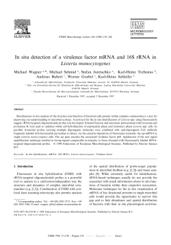 In situ detection of a virulence factor mRNA and 16S... Listeria monocytogenes