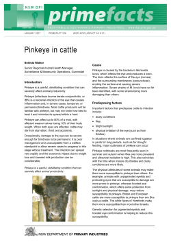 Pinkeye in cattle Cause
