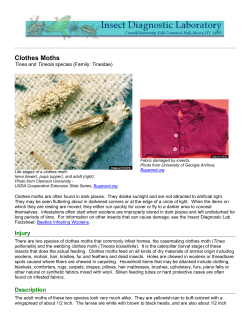Clothes Moths  Tinea