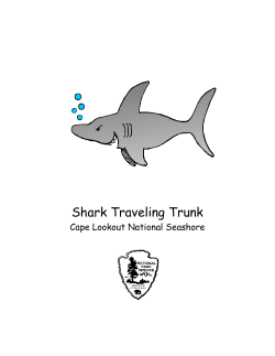 Shark Traveling Trunk Cape Lookout National Seashore