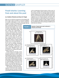 SCIENCE SAMPLER Fossil sharks: Learning