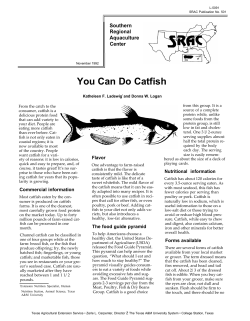 You Can Do Catfish II Southern Regional
