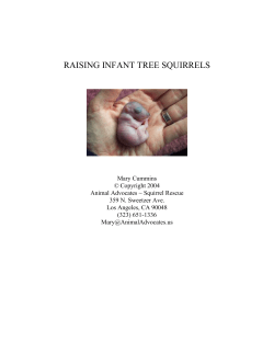RAISING INFANT TREE SQUIRRELS