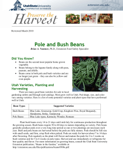 Pole and Bush Beans  Did You Know?
