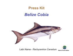 Belize Cobia Press Kit Rachycentron Canadum