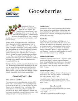 Gooseberries FNH-00121 How to Freeze