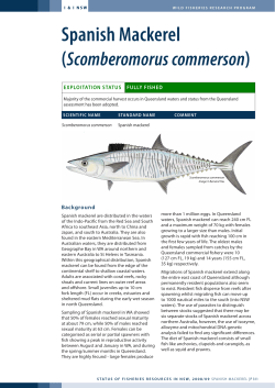 Spanish Mackerel ( ) Scomberomorus commerson