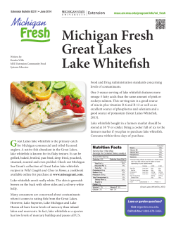Michigan Fresh Great Lakes Lake Whitefish G