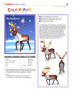 Reindeer : Pattern