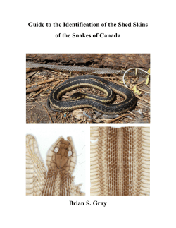 Guide to the Identification of the Shed Skins  Brian S. Gray