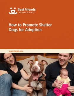 How to Promote Shelter Dogs for Adoption bestfriends.org
