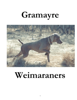 Gramayre Weimaraners  1