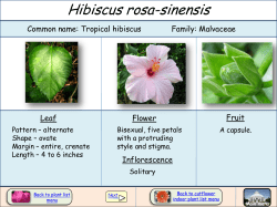 Hibiscus rosa-sinensis Common name: Tropical hibiscus Family: Malvaceae Fruit