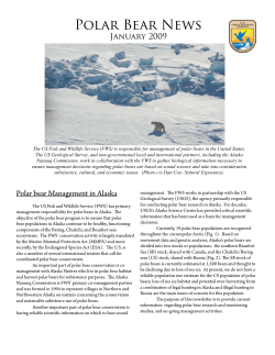 Polar Bear News January 2009