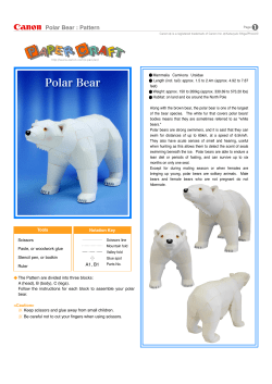Polar Bear : Pattern