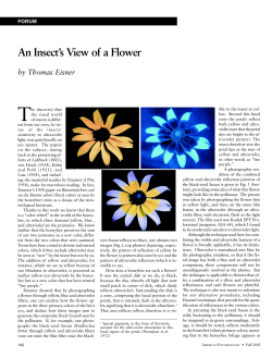T An Insect’s View of a Flower by Thomas Eisner FORUM
