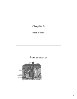 Chapter 8 Hair anatomy Hairs &amp; fibers 1