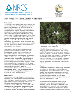 New Jersey Fact Sheet: Atlantic White-cedar  United States Department of Agriculture