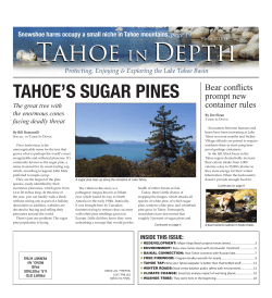 TAHOE’S SUGAR PINES Bear conflicts prompt new container rules