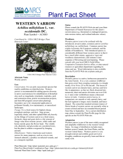 Plant Fact Sheet  Achillea millefolium occidentalis