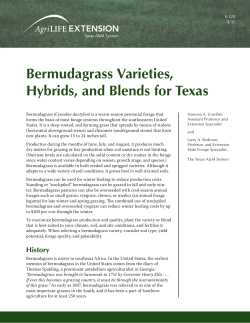 Bermudagrass Varieties, Hybrids, and Blends for Texas