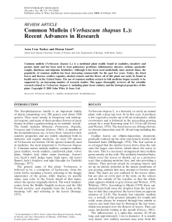 Verbascum thapsus Recent Advances in Research REVIEW ARTICLE