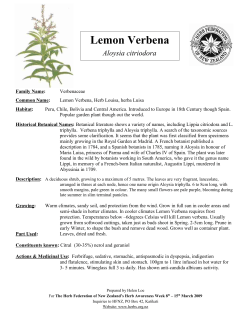Lemon Verbena Aloysia citriodora