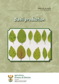 Basil production agriculture, forestry &amp; fisheries ESSENTIAL OIL CROPS