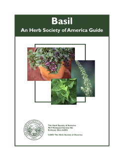 Basil An Herb Society of America Guide