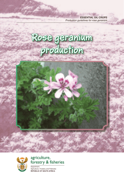 Rose geranium production agriculture, forestry &amp; fisheries