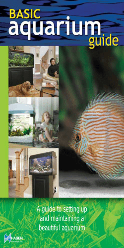 A guide to setting up and maintaining a beautiful aquarium 1