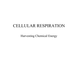 CELLULAR RESPIRATION Harvesting Chemical Energy