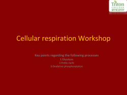 Cellular respiration Workshop Key points regarding the following processes 1.Glycolysis 2.Krebs cycle